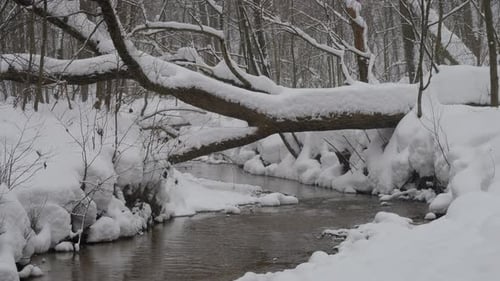 Winter forest covered with fresh snow and small forest river.