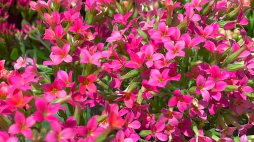 Bright pink flowers with four petals growing on a beautiful bush in a botanical garden