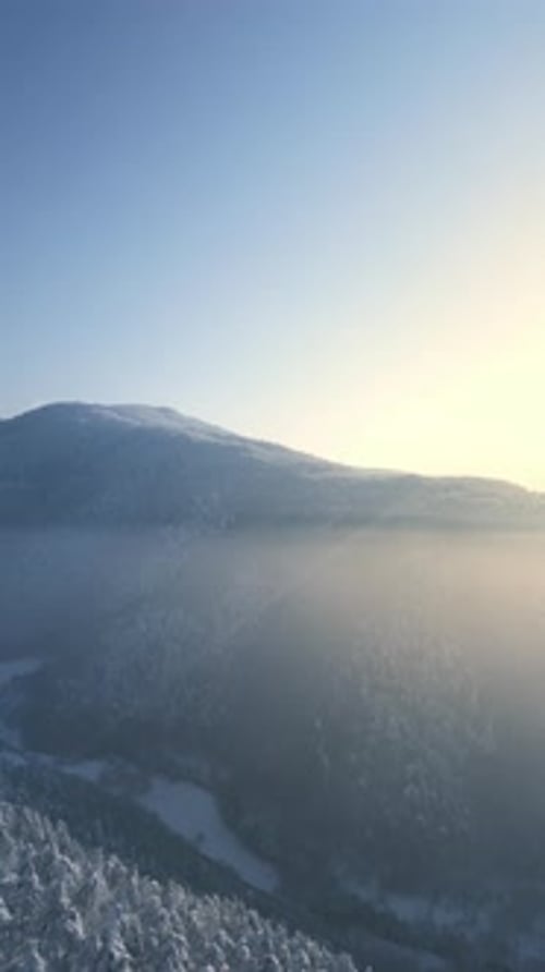 Forêt d'hiver verticale 2K