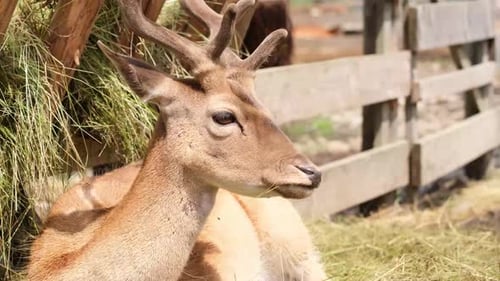 Adult Male Deer with Lush Horns Resting Near the Feeder Lying on the Ground in the Zoo