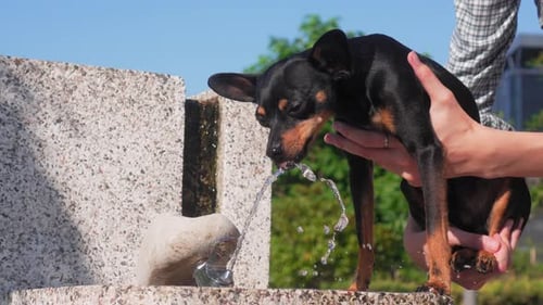 Dieser Terrier trinkt Wasser aus dem Springbrunnen im Park,