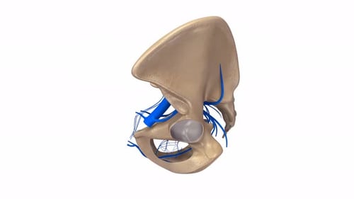 Anatomía del hueso pélvico humano con venas azules detalladas