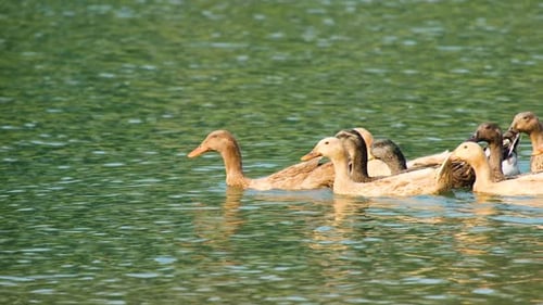 Close side view of ducks swimming together in calm water in Bangladesh