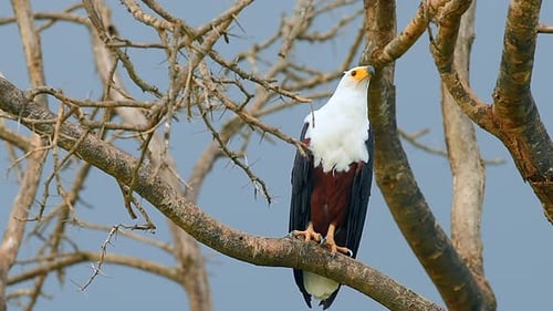 African Fish Eagle Haliaeetus vocifer scouting Tanzania landscape