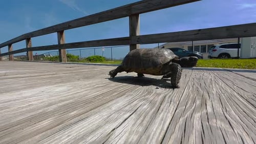 Tartaruga Gopher andando pela câmera na passarela de madeira da praia, de perto