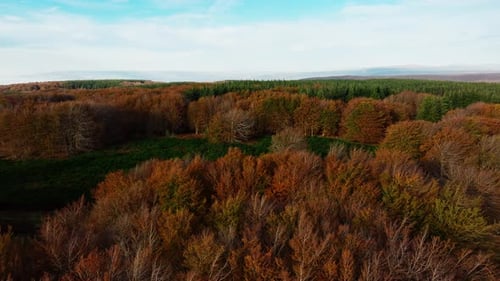 Overview Of Orange Autumn Color Tree Tops In The Mountains
