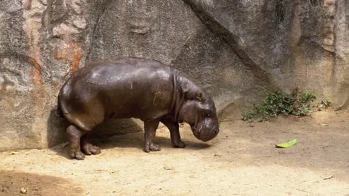 Hippopotamus in the Cage at the Khao Kheow Open Zoo Thailand