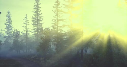 Sunrise Breaks Through Misty Forest Landscape in Early Morning Hours