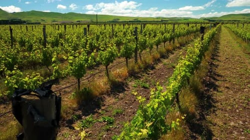 Slow descending shot over a big field of vineyards in New Zealand.