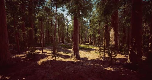 Sunlight Filters Through Tall Trees in a Serene Forest Setting