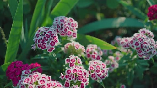 A vibrant garden scene with bright red flowers, white daisies, and lush green foliage basking