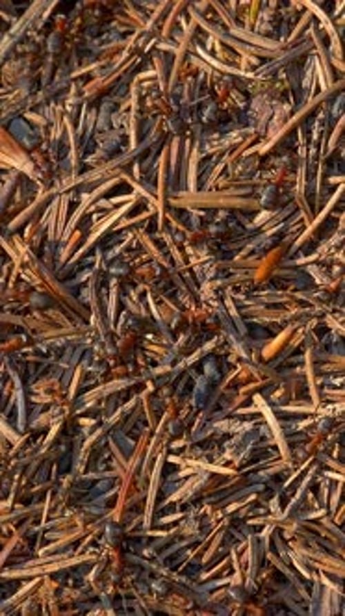 Vertical Screen Ant Hill with Colony of Insect