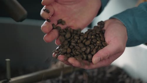 Man Hands Close Up Holding Fresh Aroma Coffee Beans Roasting Blend Mix Aromatic Seeds in Roaster