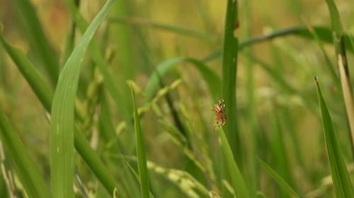 Spider in rice grass - relaxing .