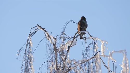 Majestic Eagle Perched on Snowy Birch Tree in Winter