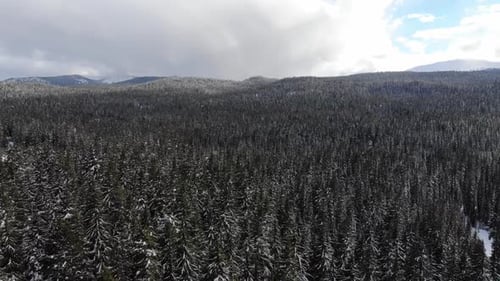 Drone flies over snow covered pine forest in the mountains.