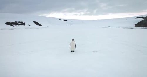 Lone Penguin Standing on Snowy Antarctic Landscape