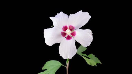 White Flower Blossom Opening Time Lapse