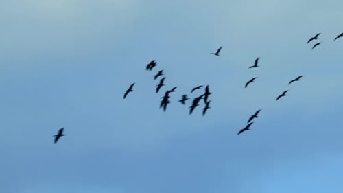 Birds Flying in Formation Against Blue Sky