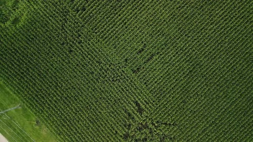Aerial Top Wide View Flying Over Green Corn Field Agriculture Landscape