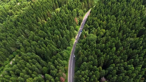 Road winding through lush green forest in summer months.