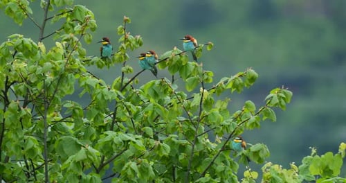 Colorful Birds Perched in Green Tree Branches