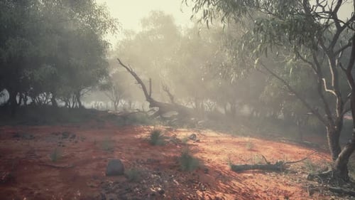 Misty Forest Sunlight with Eucalyptus Trees Background