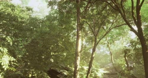 Lush Green Forest Illuminated By Soft Morning Light in Peaceful Tranquility
