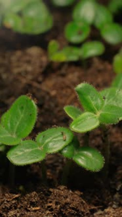Seedlings Sprout and Grow from Soil