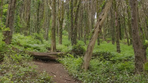 Zeitlupe der Kamera zwischen Baumstämmen, die von üppigem Efeu umrankt sind, im dichten Wald.