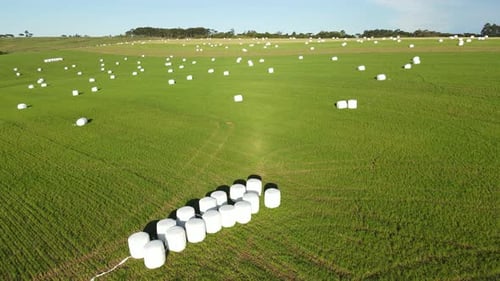 Mit Plastikfolie umwickelte Heulage-Rollsilage auf dem Feld, Luftbild