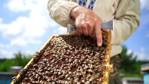 Imkerständer mit Bienen. Der Landwirt hält einen Rahmen voller fleißiger krabbelnder Bienen in der Hand.