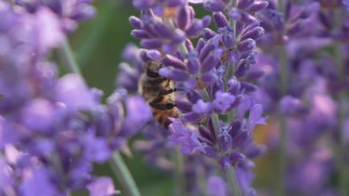 CloseUp of a Honey Bee on Lavender