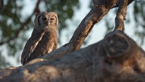 Verreaux's eagle-owl perched on tree branch turns head, looks at camera