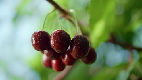 Groupe de cerises humides accrochées à une branche d'arbre dans le jardin de la ferme, prêtes à être récoltées