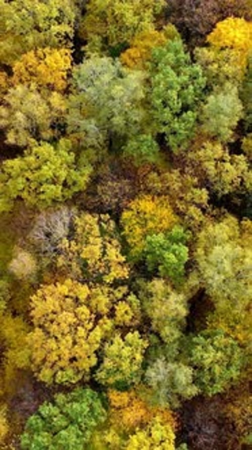 Orange autumn colorful forest drone view. Beautiful season sceneries. Vertical video