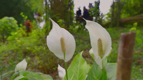 Closeup shot of Peace Lily flower in Japanese Garden of Malaysia.