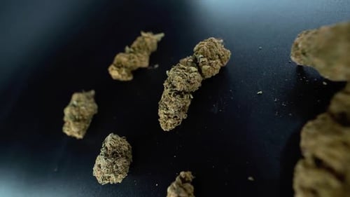 A close up detailed crane moving forward shot above a cannabis plant, marijuana flower hybrid strain