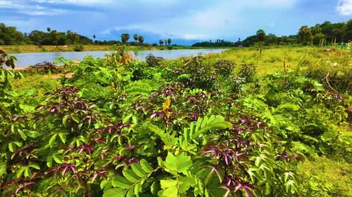 Beautiful Plants with Leaves Near the River Bank
