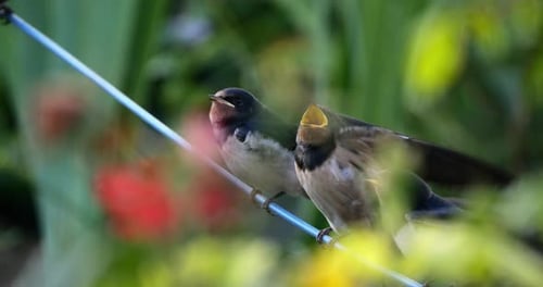 Barn swallows (Hirundo rustica) feeding chicks, Southern France
