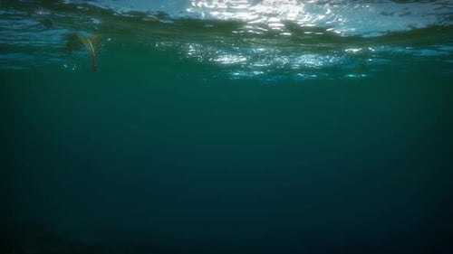 Realistic Underwater Ocean Surface View with Floating Seaweed Animation