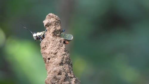 Colorful Grasshopper Resting on Dirt Clod