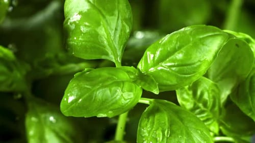 Rain Falls on the Basil Leaves Filmed is Slow Motion 1000 Fps