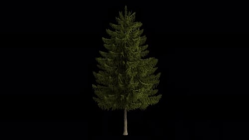 Picea Obovata-Baum weht im Wind. Der Wind weht auf der sibirischen Fichte. Alphakanal
. Loop-Animation