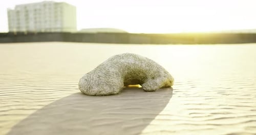 Curious Marine Life Resting on a Sandy Beach During Sunset