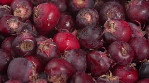 Amelanchier Beeren Frucht rotieren Hintergrund, auch bekannt als Shadbush, Shadwood oder Shadblow, Service