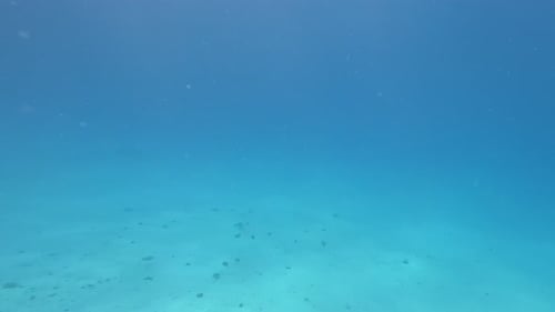 Majestic Giant Oceanic Manta Ray swims over an underwater rock outcrop