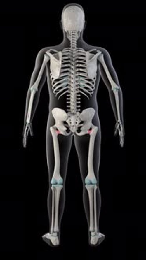 Quadratus Femoris Muscles On Whole Human Body Vertical Video