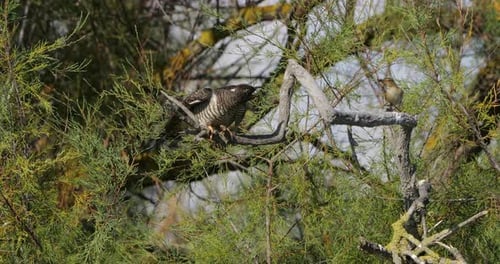 Common cuckoo chick fed by reed warbler adult, the Camargue, France