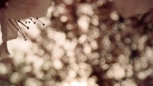 White Tree Flowers Blooming Against Bright Sunset in Cloudy Sky. Peaceful Garden